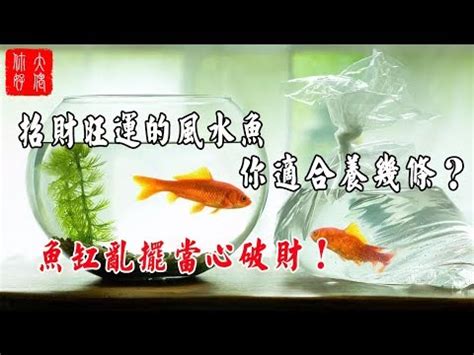 招財風水魚|【招財風水魚種類】招財風水魚懶人包：品種、特性、影響運勢一。